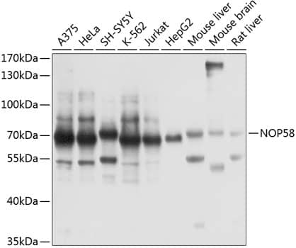 NOP58 Antibody