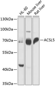 ACSL5 Antibody