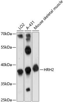 Histamine H2R Antibody