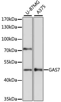 GAS7 Antibody