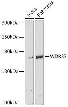 WDR33 Antibody