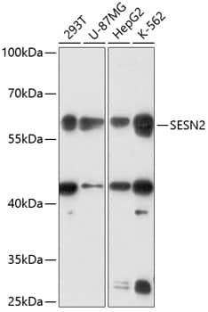 SESN2 Antibody