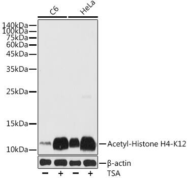 H4 Clustered Histone 1 [ac Lys12] Antibody