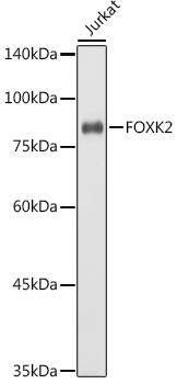 ILF1 Antibody