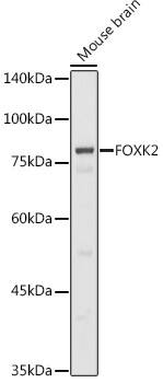 ILF1 Antibody
