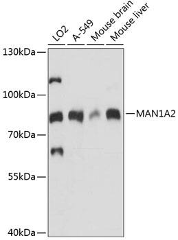 MAN1A2 Antibody