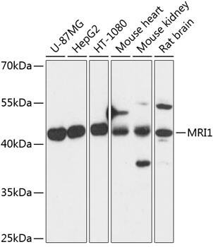 EI2BL Antibody