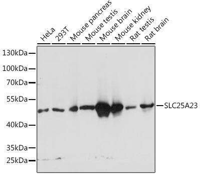 SLC25A23 Antibody