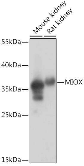 MIOX Antibody