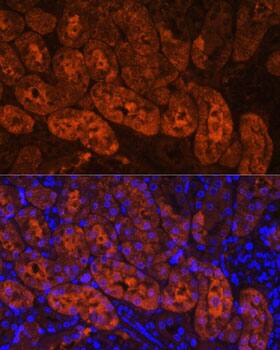 MIOX Antibody