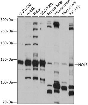 NOL6 Antibody