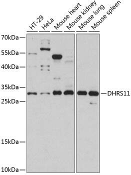 MGC4172 Antibody