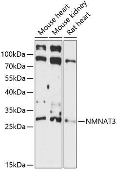 NMNAT3 Antibody
