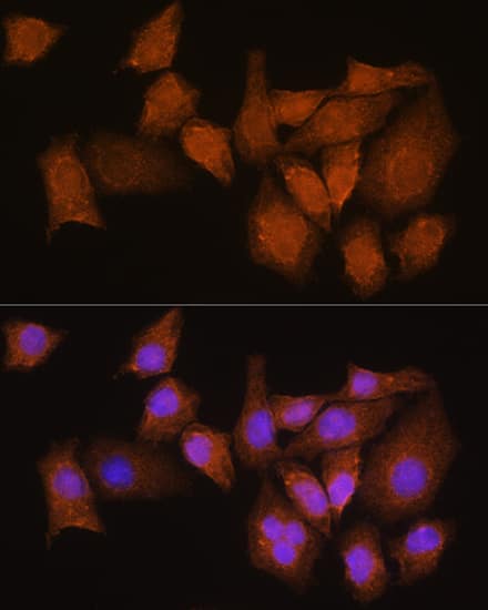 NMNAT3 Antibody