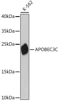 APOBEC3C Antibody