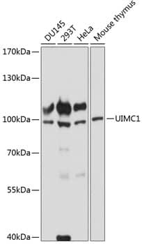 RAP80 Antibody