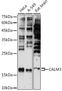 Calmodulin 3 Antibody