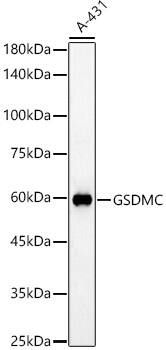 Gasdermin-C Antibody