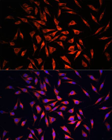Gasdermin-C Antibody