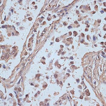 SNW1 Antibody
