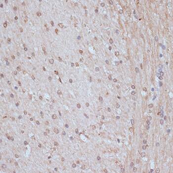 SNW1 Antibody