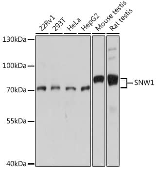 SNW1 Antibody