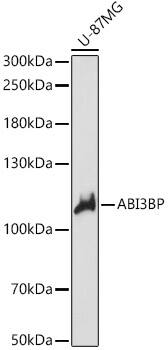 TARSH Antibody