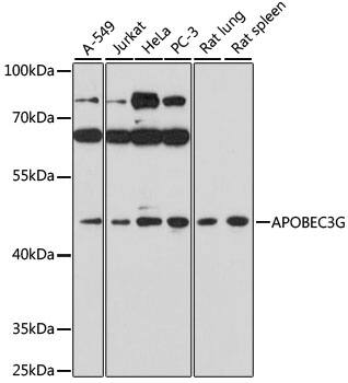 APOBEC3G Antibody