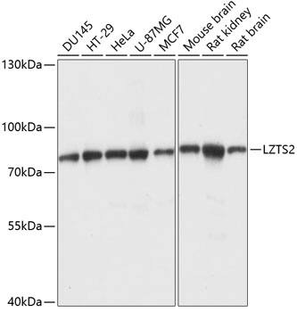 LZTS2 Antibody