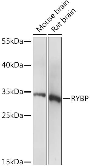 RYBP/DEDAF Antibody