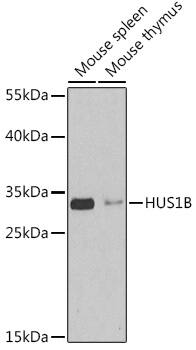 HUS1B Antibody