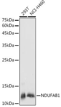 NDUFAB1 Antibody