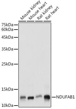 NDUFAB1 Antibody