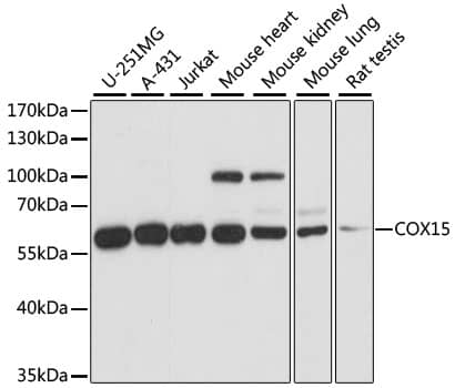 COX15 Antibody