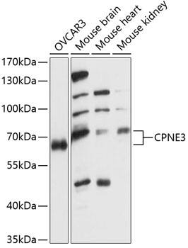 CPNE3 Antibody