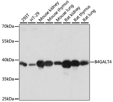 B4GALT4 Antibody