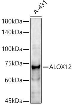12-Lipoxygenase Antibody