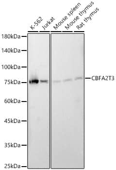 CBFA2T3 Antibody