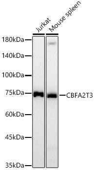 CBFA2T3 Antibody