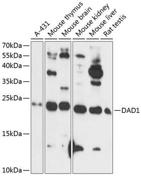 DAD1 Antibody