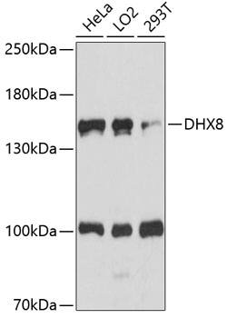 DHX8 Antibody