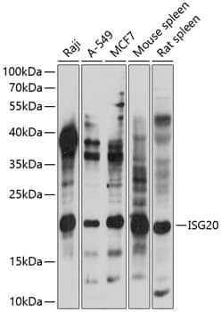 ISG20 Antibody