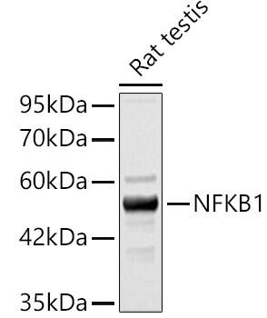 NFkB p105/p50 Antibody
