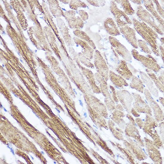 Atrial Natriuretic Peptide/ANP Antibody