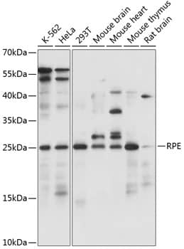 RPE Antibody