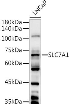 CAT1 Antibody