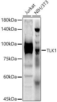 TLK1 Antibody