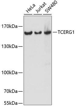 TCERG1 Antibody