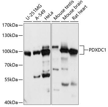 PDXDC1 Antibody