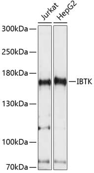 IBTK Antibody